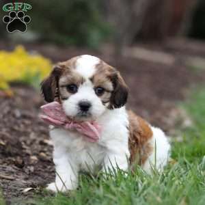 Darla, Cavachon Puppy